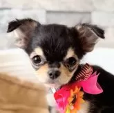 チワワ(ロング)