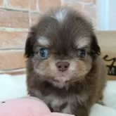 チワワ(ロング)