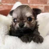 チワワ(ロング)