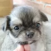 チワワ(ロング)