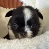 チワワ(ロング)