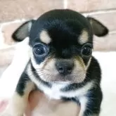 チワワ(スムース)