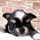 チワワ(ロング)