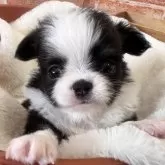 チワワ(ロング)
