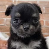 チワワ(ロング)