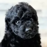 トイプードル(トイ)