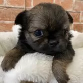 チワワ(ロング)