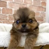 チワワ(ロング)