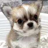 チワワ(ロング)
