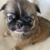 チワワ(ロング)