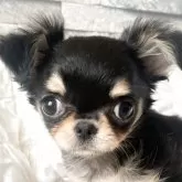 チワワ(ロング)