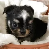 チワワ(ロング)