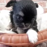 チワワ(ロング)