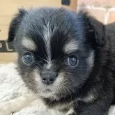 チワワ(ロング)