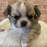 チワワ(ロング)