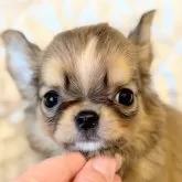 チワワ(ロング)