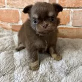 チワワ(ロング)