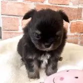 チワワ(ロング)【埼玉県・女の子・2025年11月2日・ブラックタン&ホワイト】の写真2