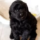 トイプードル(トイ)【埼玉県・男の子・2025年10月28日・ブラック】の写真2
