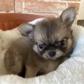 チワワ(ロング)【埼玉県・男の子・2025年7月15日・フォーン】の写真2