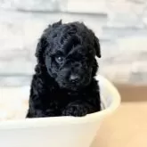 トイプードル(トイ)【埼玉県・女の子・2025年10月13日・ブラック】の写真2