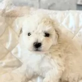 タイニープードル【埼玉県・女の子・2025年10月3日・ホワイト】の写真3