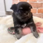 チワワ(ロング)【埼玉県・女の子・2025年11月2日・ブラックタン&ホワイト】の写真5