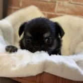 チワワ(ロング)【埼玉県・女の子・2025年9月8日・ブラックタン】の写真3