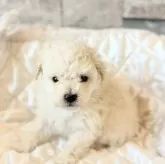 タイニープードル【埼玉県・女の子・2025年10月3日・ホワイト】の写真4