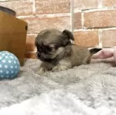 チワワ(ロング)【埼玉県・女の子・2025年8月22日・フォーン】の写真4