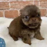 チワワ(ロング)【埼玉県・女の子・2025年9月29日・レッド】の写真4