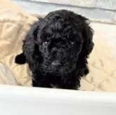 タイニープードル【埼玉県・男の子・2025年9月10日・ブラック】の写真4