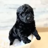 トイプードル(トイ)【埼玉県・女の子・2025年10月13日・ブラック】の写真5