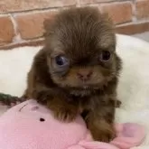 チワワ(ロング)【埼玉県・女の子・2025年9月29日・レッド】の写真5