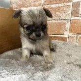 チワワ(ロング)【埼玉県・女の子・2025年8月22日・フォーン】の写真5