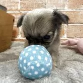 チワワ(ロング)【埼玉県・女の子・2025年8月22日・フォーン】の写真6