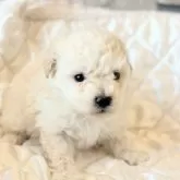 タイニープードル【埼玉県・女の子・2025年10月3日・ホワイト】の写真6