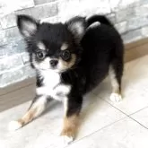 チワワ(ロング)【埼玉県・女の子・2025年2月7日・ブラックタン&ホワイト】の写真7