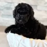 タイニープードル【埼玉県・男の子・2025年9月10日・ブラック】の写真7