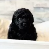 トイプードル(トイ)【埼玉県・男の子・2025年10月28日・ブラック】の写真8