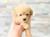 ティーカッププードル【埼玉県・女の子・2024年11月28日・オレンジフォーン】の写真8