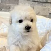 タイニープードル【埼玉県・女の子・2025年10月3日・ホワイト】の写真9