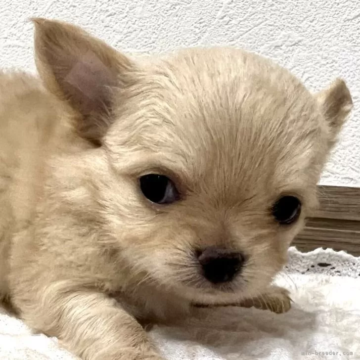 千代丸 様のお迎えした子犬