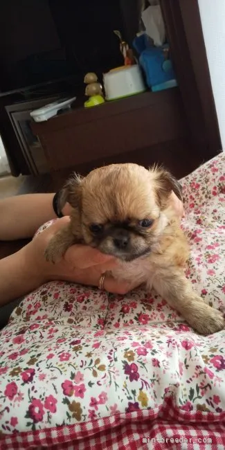 ID:2004-01065の子犬