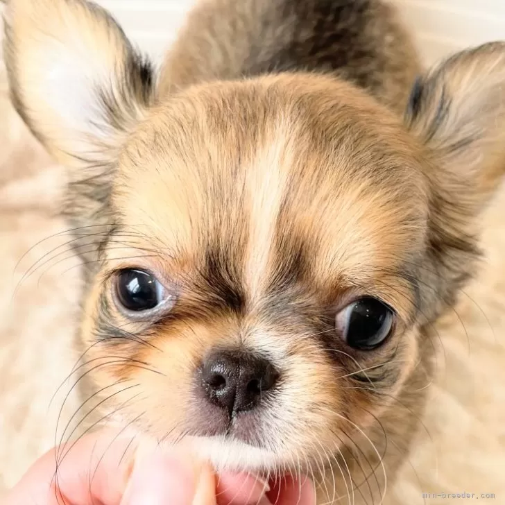 ID:2406-03251の子犬