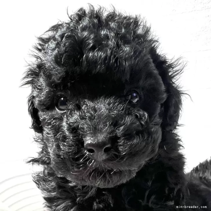 ID:2403-05407の子犬