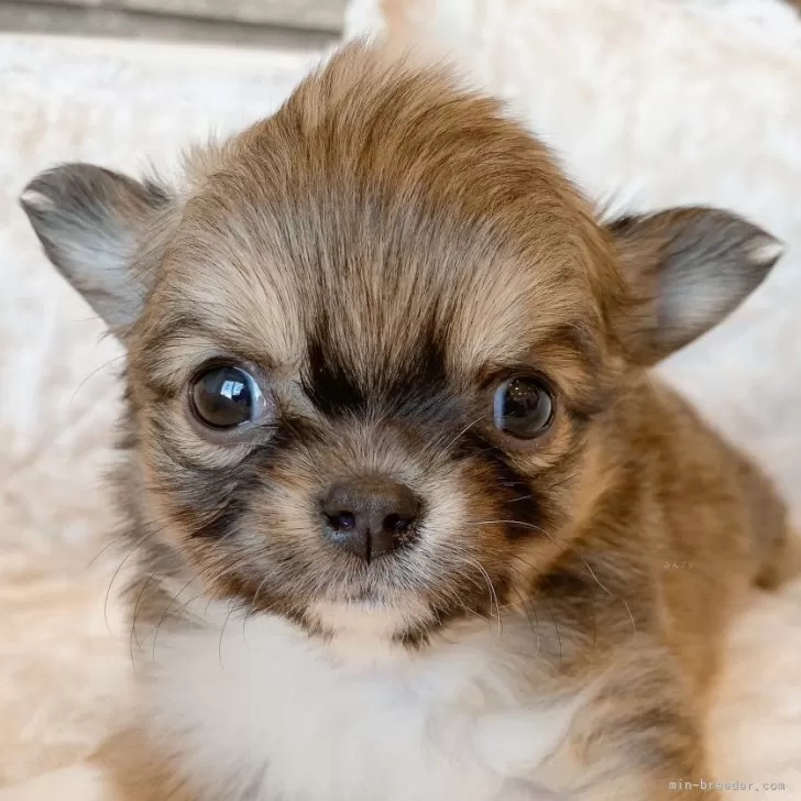 ぺんぺん 様のお迎えした子犬