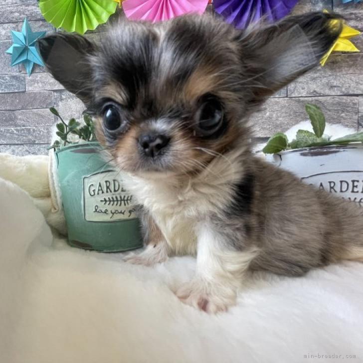 チワワ ロング 埼玉県 女の子 22年5月4日 ブルーマール ホワイト 手乗り極小チワワ みんなのブリーダー 子犬id 26