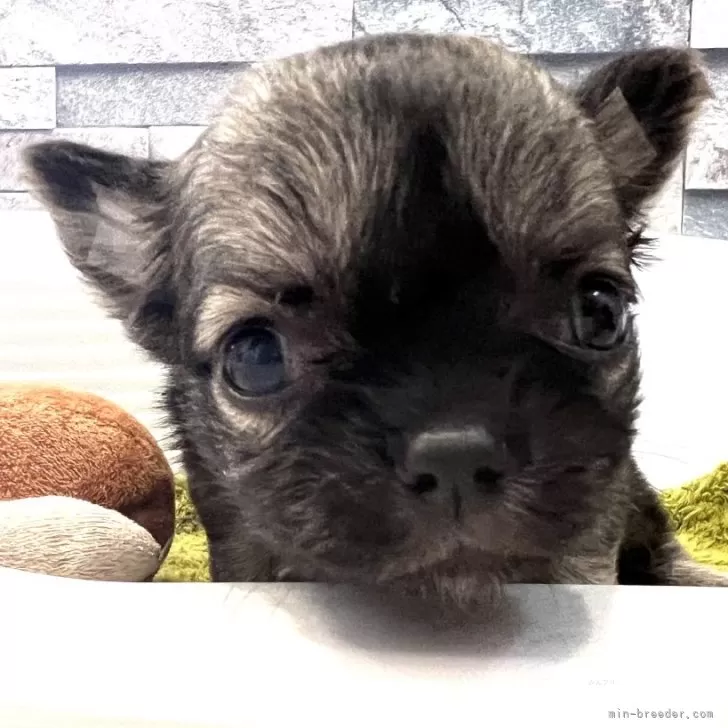 ID:2406-05629の子犬