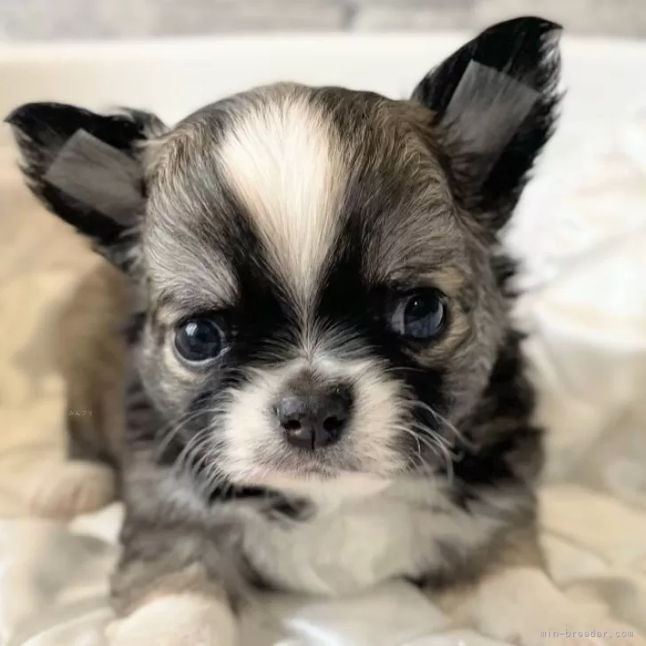 ID：2404-04668の子犬